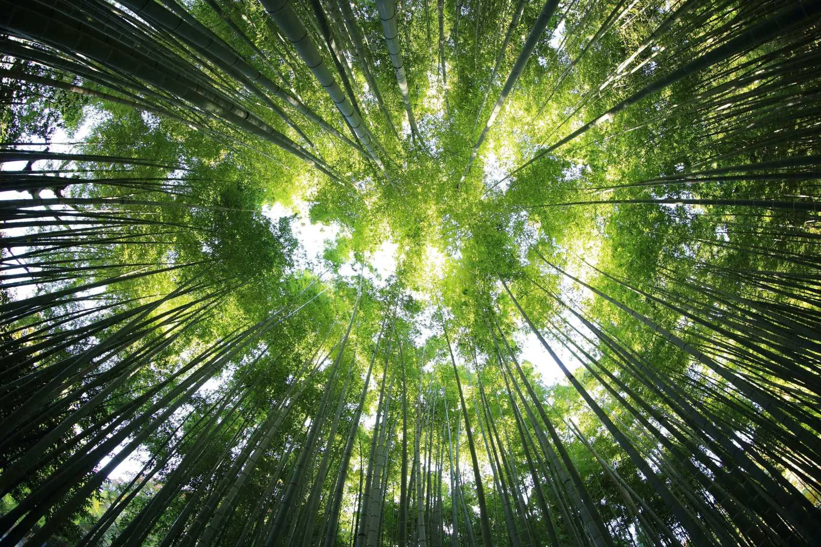 Operação Vertas Ambiental